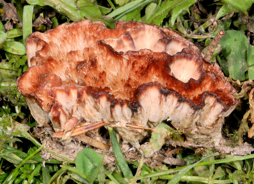 Chi indovina questi funghi?